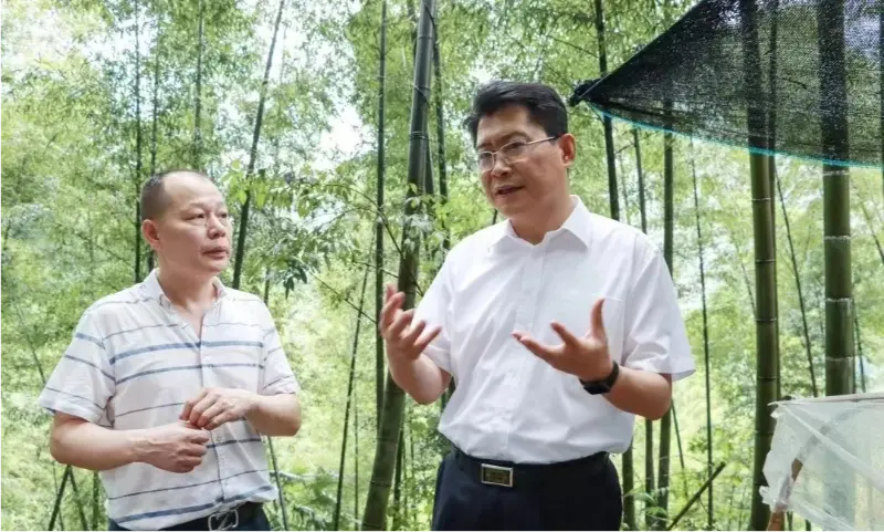 Liu Shuo, sekreterare för Pingxiang kommunala partikommitté, inspekterar Anoectochilus planteringsbas