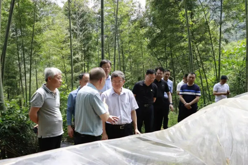 Liu Shuren, chef för utvecklings- och reformavdelningen vid National Forestry and Grassland Administration, undersöker Anxin Shibawan Anoectochilus planteringsbas
