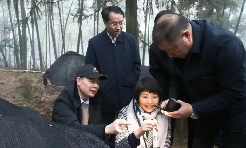 Lu Xiaoqing, tidigare ordförande för Jiangzhong Pharmaceutical och nuvarande medlem av den ständiga kommittén för Jiangxi Provincial Party Committee och direktör för publicitetsavdelningen, inspekterar vår planteringsbas