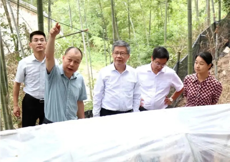 Liu Hongning, dekanus för Advanced Research Institute vid Jiangxi University of Traditional Chinese Medicine och tidigare partisekreterare för universitetet, leder den provinsiella expertgruppen för omfattande reformer av traditionell kinesisk medicin i Jiangxi för att bedriva forskning vid vår Anoectochilus-bas Liu Hongning, dekanus för Advanced Research Institute vid Jiangxi University of Traditional Chinese Medicine och tidigare partisekreterare för universitetet, leder den provinsiella expertgruppen för omfattande reformer av traditionell kinesisk medicin i Jiangxi för att bedriva forskning vid vår Anoectochilus-bas